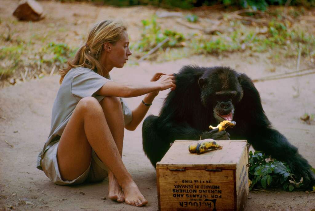 A person sits on the ground next to a chimpanzee. The person, wearing a light-colored shirt and shorts, gently touches the chimpanzee's shoulder while the chimpanzee eats a banana and sits on a wooden crate. The background is a natural outdoor setting.