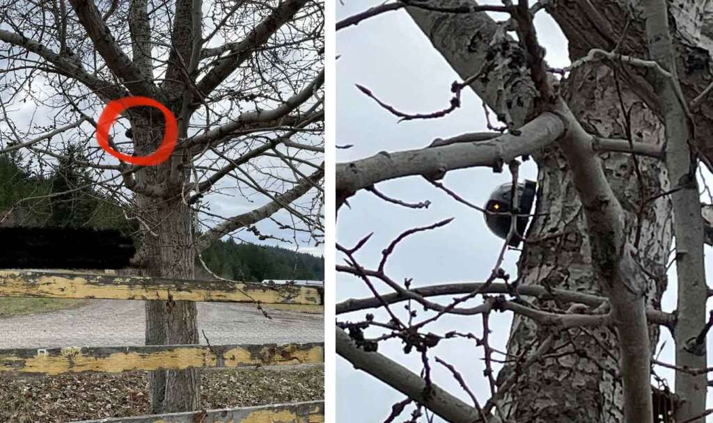 Two images of an owl in a tree. The left image shows a zoomed-out view with a red circle highlighting the owl perched on a branch. The right image provides a close-up of the owl nestled among branches, its eyes visible.