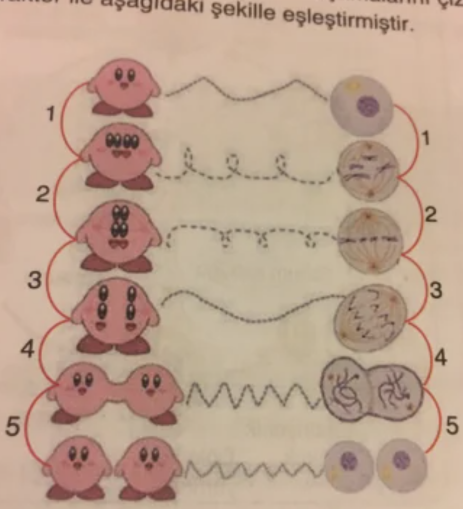 An image showing five rows, each with a cartoon character on the left and a biological cell process on the right, connected by lines. The rows are labeled 1 to 5. The character changes in expression and pose in each row, while the cells depict different stages of a process.