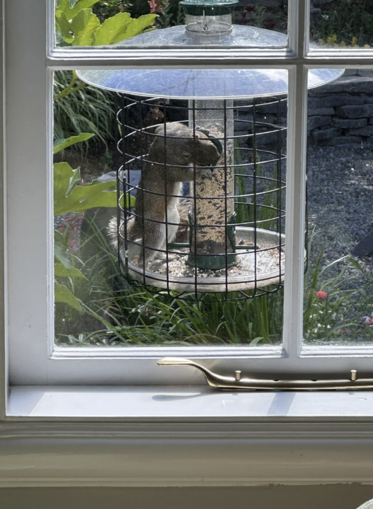 A squirrel is inside a bird feeder, eating seeds. The feeder is hanging just outside a window with white frames, and a lush garden is visible in the background. The sunlight illuminates the scene, highlighting the greenery and the squirrel's fur.