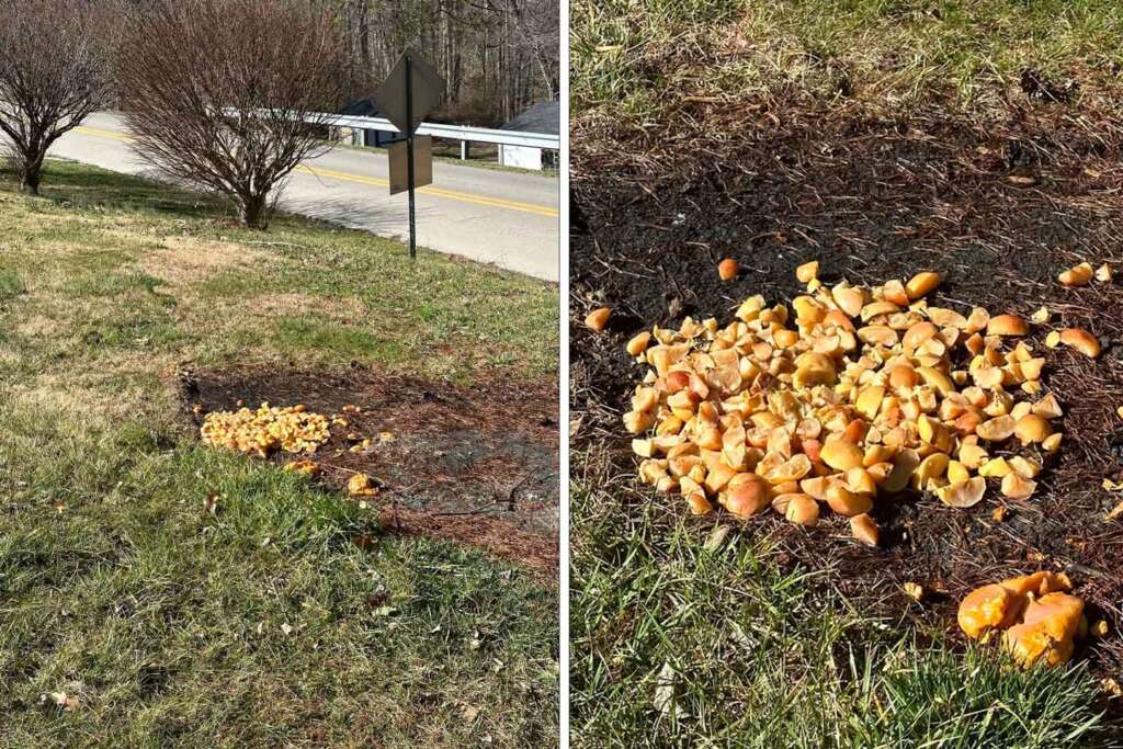 Two images show the same patch of ground with a mix of grass and bare soil. The left image provides a wider view, while the right image zooms in on a pile of orange peels scattered on the ground. Trees, a road, and a road sign are visible in the background of the left image.