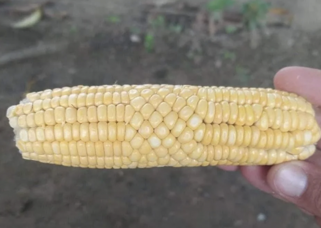 A close-up image of a hand holding an ear of corn with yellow kernels. The kernels are arranged in an irregular pattern with some gaps between them, giving the corn a somewhat misshapen appearance. The background is out of focus, showing some greenery and soil.