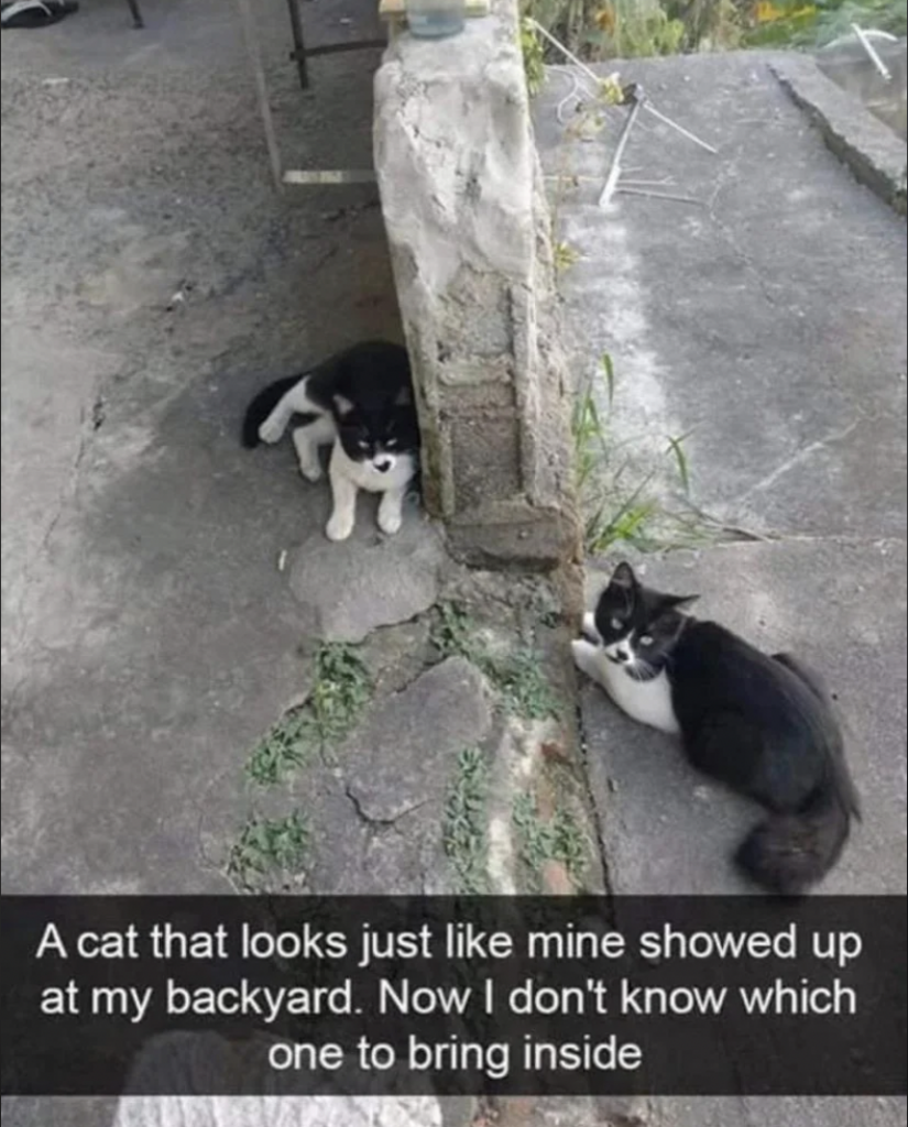 Two black-and-white cats are sitting on either side of a cracked wall in an outdoor area. The text overlay reads, "A cat that looks just like mine showed up at my backyard. Now I don't know which one to bring inside.