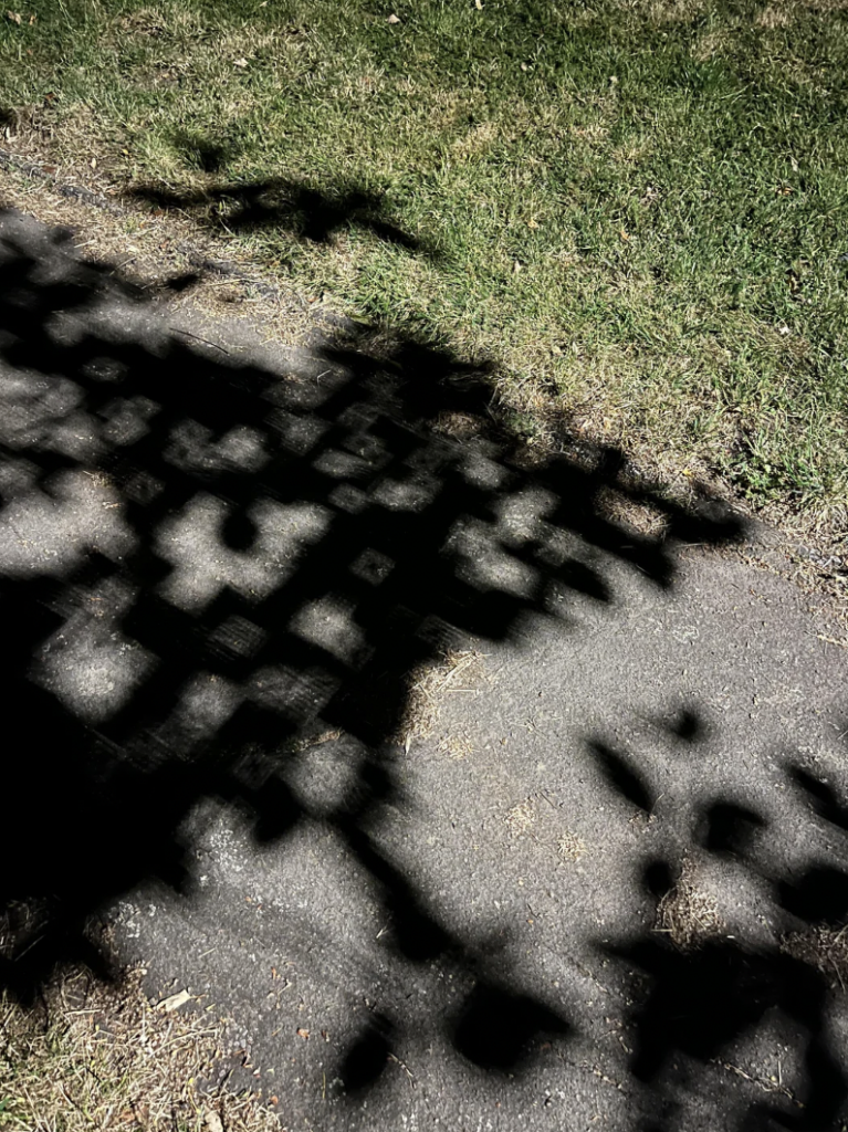 A shadow of a tree with leaves is cast on a paved path. The shadow is detailed and intricate, with parts of the path and a grassy area visible around the edges. The lighting suggests that it is daytime.