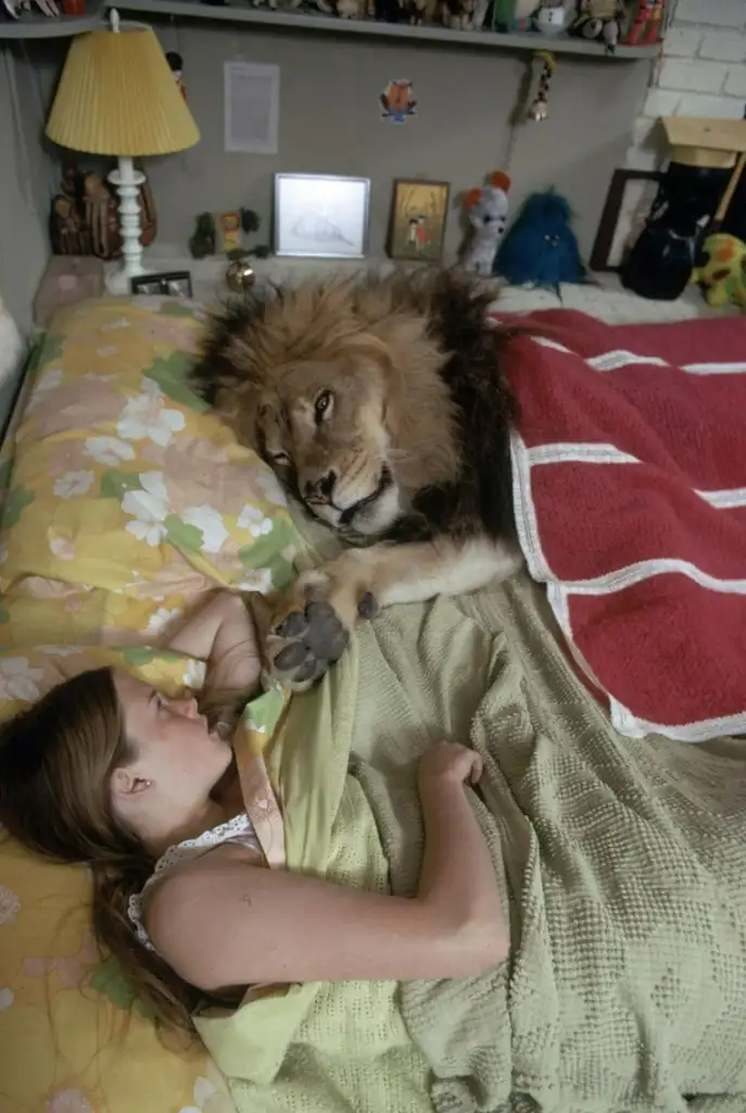 A young woman sleeps peacefully in bed, facing a lion resting beside her under the same covers. The lion has its paw gently touching her arm. The room is decorated with various personal items and photos, creating a cozy yet unusual scene.