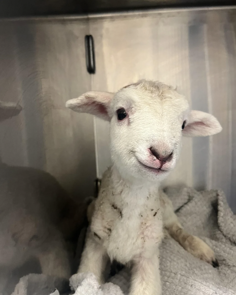 A small, white lamb sits on a gray blanket in an indoor setting, against a metal background. The lamb has large ears and a soft, fluffy coat with a few dark spots. It appears to be looking directly at the camera with a gentle expression.