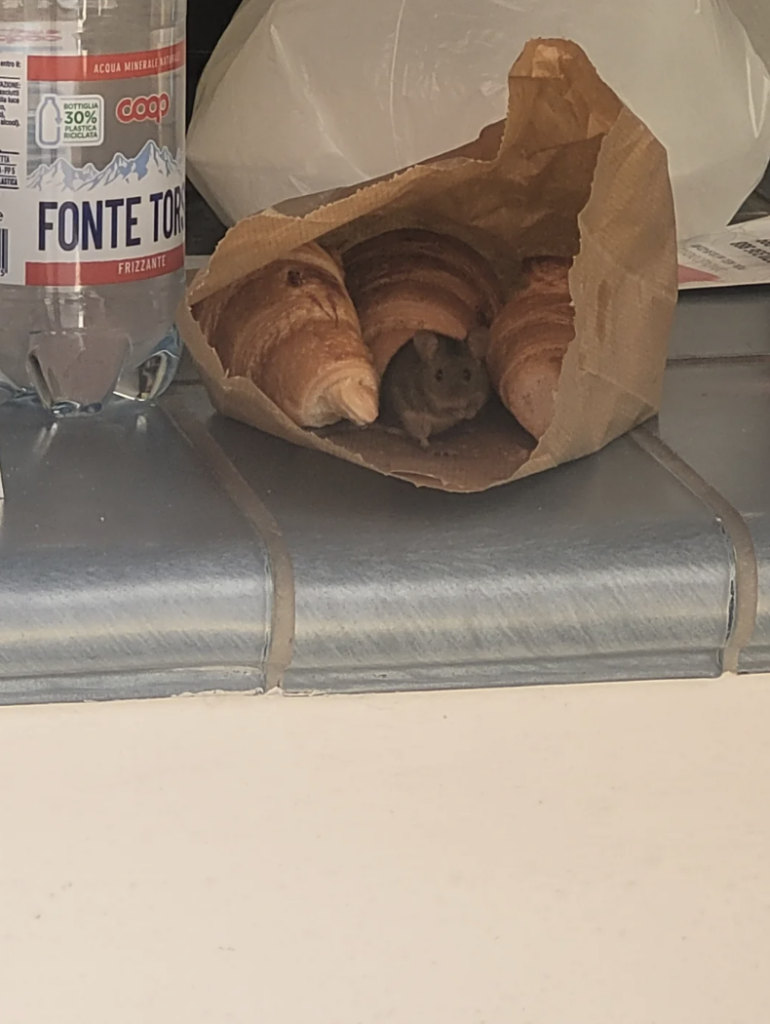 A mouse peeks out from inside a brown paper bag filled with croissants, which is placed on a blue tiled surface. A bottle of Fonte Torre water stands next to the bag.