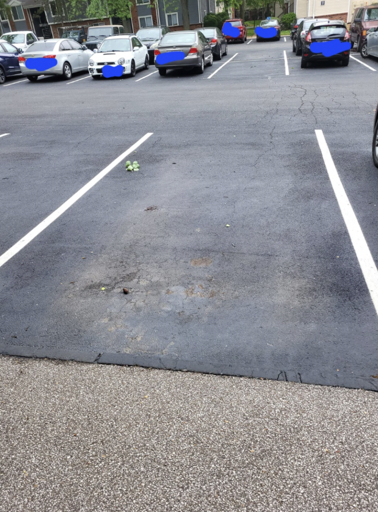 A nearly empty parking lot with a few cars parked in the background. In the center of the image, there are some green leaves or foliage on the asphalt. The parking lines are visible, and the surface of the lot appears cracked in places.