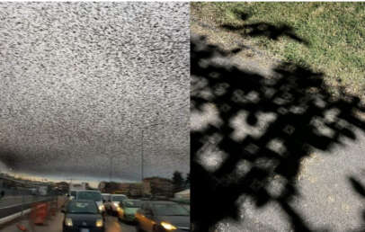 The image is split into two parts. The left side shows a large flock of birds creating a dense pattern against an overcast sky above a traffic-filled road. The right side shows the shadow of leaves on a lawn, forming intricate geometric patterns on the sidewalk.