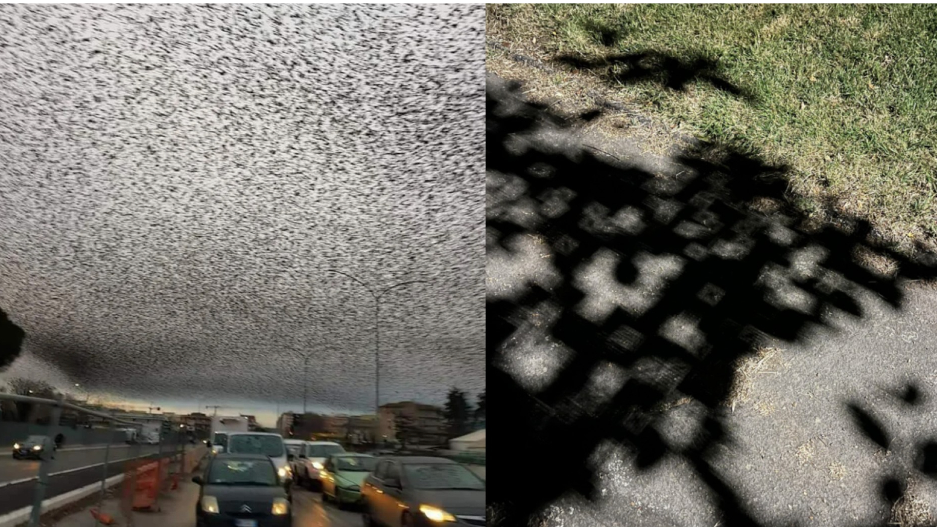 The image is split into two parts. The left side shows a large flock of birds creating a dense pattern against an overcast sky above a traffic-filled road. The right side shows the shadow of leaves on a lawn, forming intricate geometric patterns on the sidewalk.