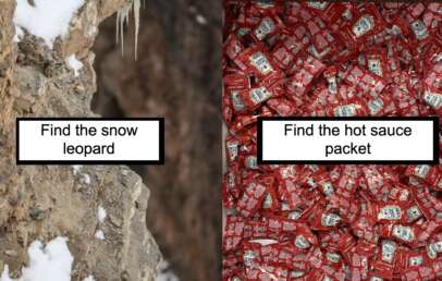 A split image with two challenges: The left side shows a rocky, snowy cliff with the text "Find the snow leopard," encouraging viewers to spot the well-camouflaged animal. The right side displays a pile of red hot sauce packets with the text "Find the hot sauce packet.