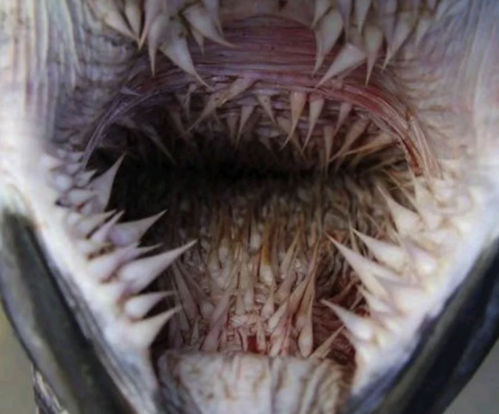 A close-up view of the inside of a fish's mouth, showing multiple rows of sharp, pointed teeth and a pinkish fleshy interior. The teeth appear jagged and intimidating, giving an insight into the fish's predatory features.