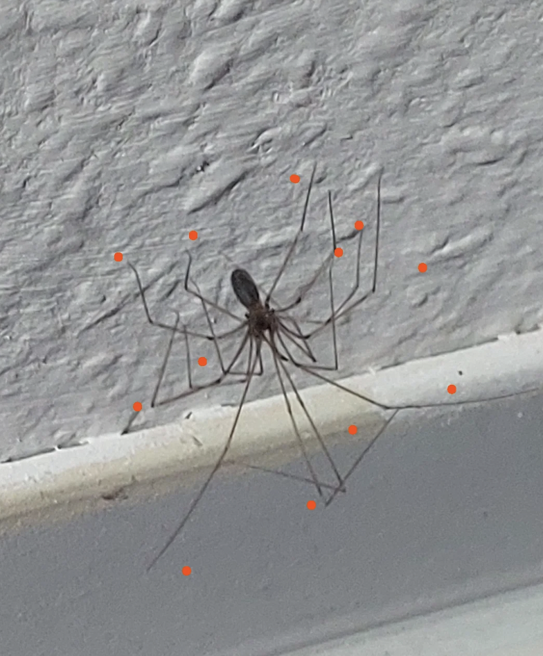 A spider with very long, thin legs and a small body clings to a textured indoor wall. The spider's legs, marked with orange dots at the joints, are splayed out in various directions. The wall is white with a groove near the bottom.