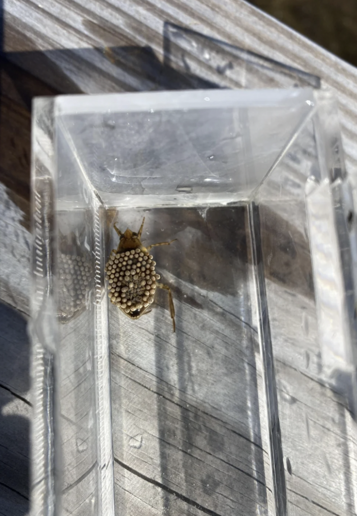 Close-up of a small insect with tiny white spots on its back inside a clear plastic container. The container is placed on a wooden surface, and the sunlight casts clear shadows, highlighting the insect's details.