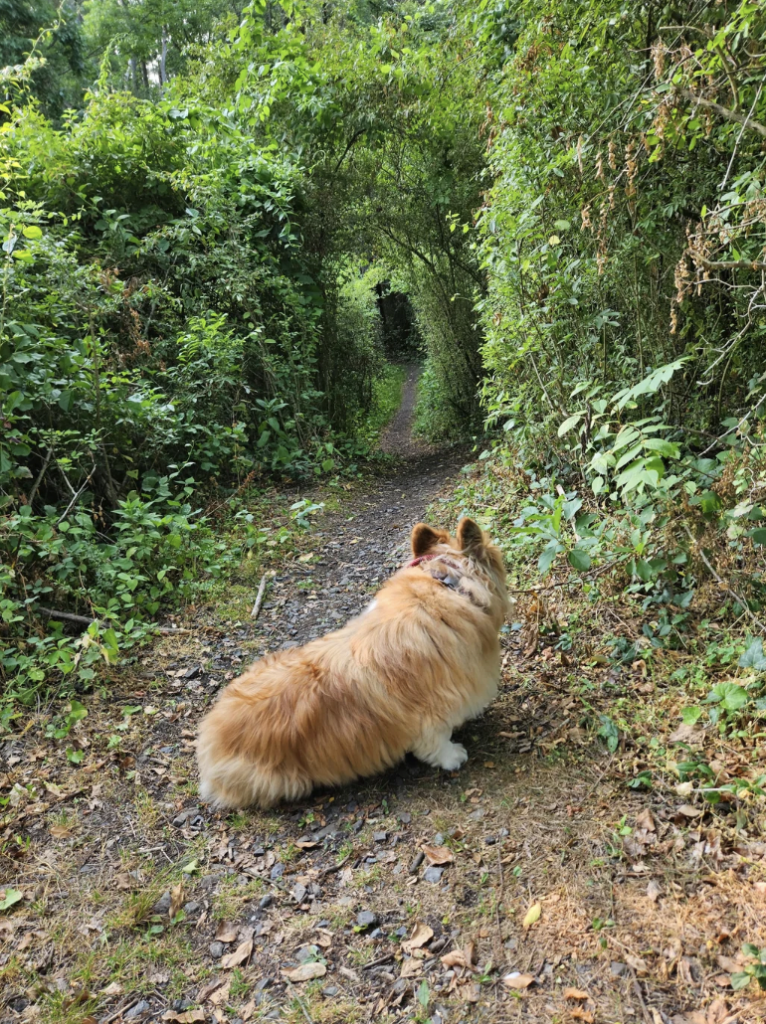 A fluffy, tan and white Corgi lies on a dirt path surrounded by thick green foliage, looking away from the camera. The path narrows and curves ahead, leading into a tunnel-like formation of dense greenery.