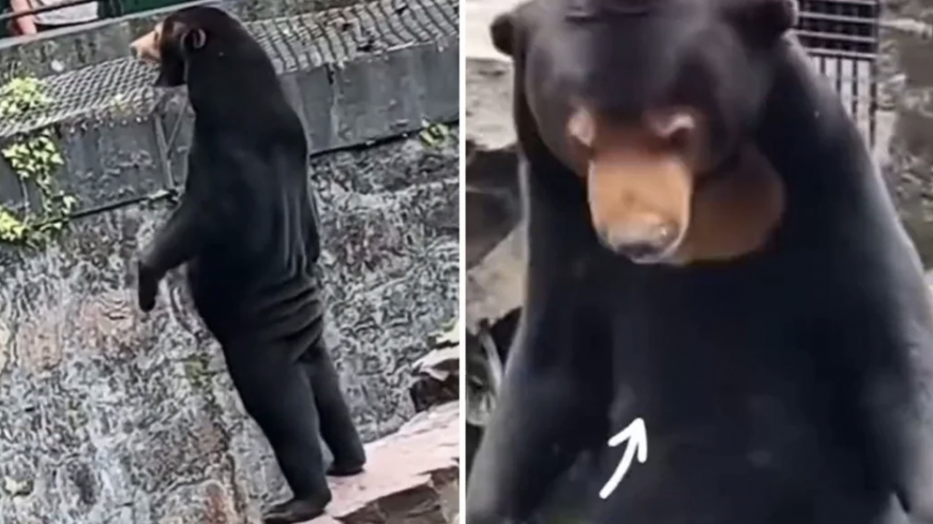 A bear is shown standing on its hind legs near a stone wall in the left frame, and a closer view of the same bear is depicted on the right with a white arrow pointing to its chest. The bear's fur is dark, and it has light brown fur around its face.