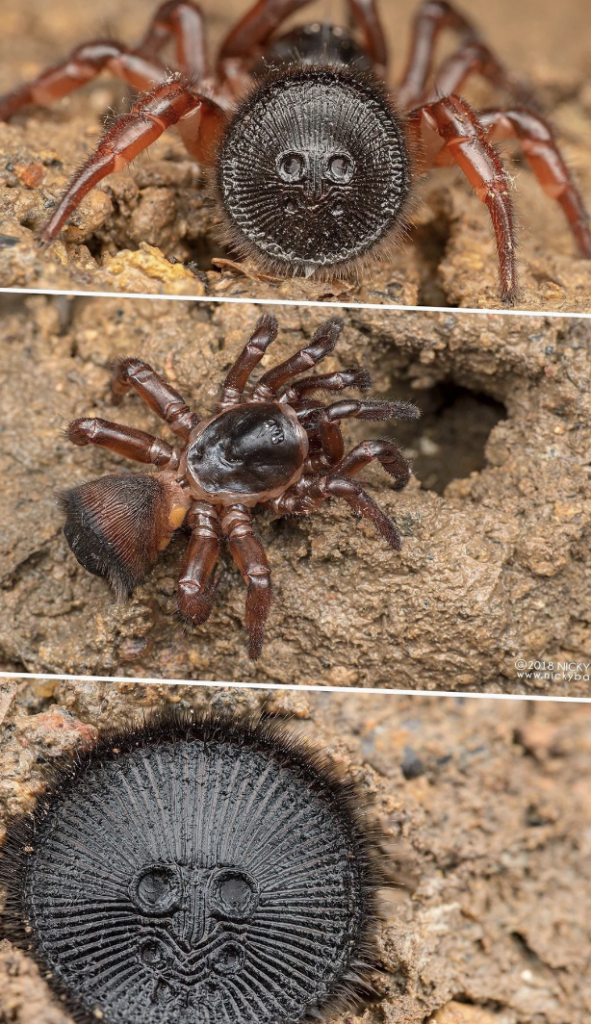 Three close-up images of a trapdoor spider: The first image shows the spider in front, highlighting its round abdomen with a unique pattern resembling a face. The second image captures the spider on a dirt surface near a hole. The third image focuses on the detailed pattern of the spider's abdomen.