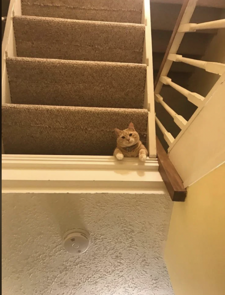 A ginger cat is lying on a narrow ledge at the bottom of a carpeted staircase, peering down at the camera with its paws hanging over the edge. The surrounding walls are painted yellow and the ceiling is white with a smoke detector visible.
