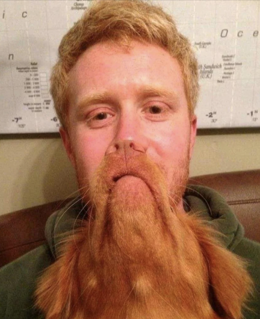 A man with light hair and a red beard is sitting on a couch. A dog with reddish fur is sitting on his lap, making it appear as if the dog's ears and snout are part of the man's beard, creating a humorous illusion. A whiteboard with various notes is on the wall behind him.