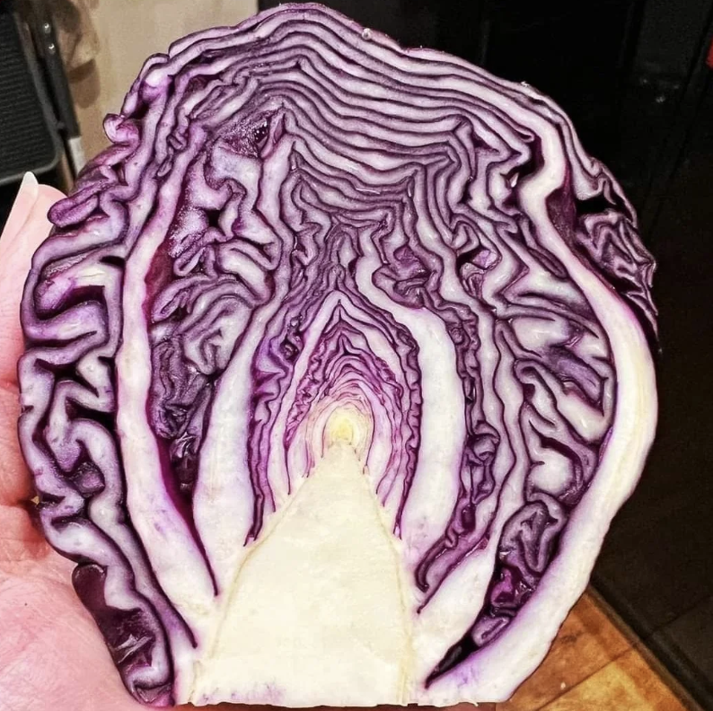 A close-up of a hand holding up a cross-section of a head of purple cabbage, showcasing the intricate layers and vibrant purple and white hues. The patterns in the cabbage create a striking visual resembling abstract artwork.