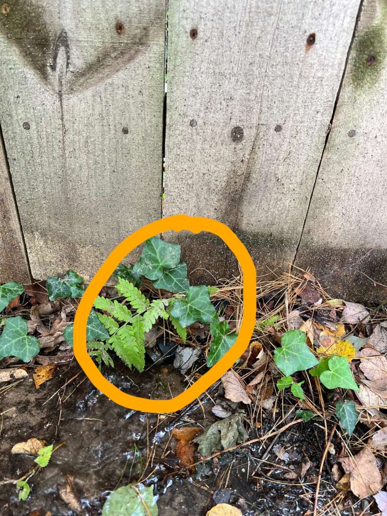 A small green plant circled in orange is growing next to a wooden fence. The plant is surrounded by a few brown and green leaves, and the ground appears wet.