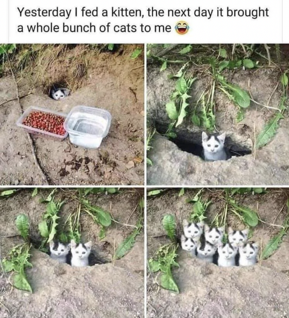 A meme shows five images: A single kitten peeks out of a hole with food and water nearby, followed by images of the kitten joined by four additional kittens emerging from the same hole. Text above reads, "Yesterday I fed a kitten, the next day it brought a whole bunch of cats to me.