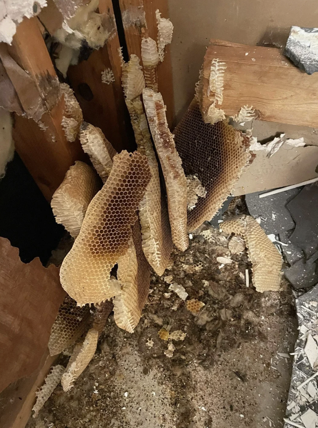 A cluster of honeycombs attached to wooden beams in an indoor setting, surrounded by debris and damaged insulation. The honeycombs appear dry and abandoned, and the overall scene looks neglected and in disrepair.