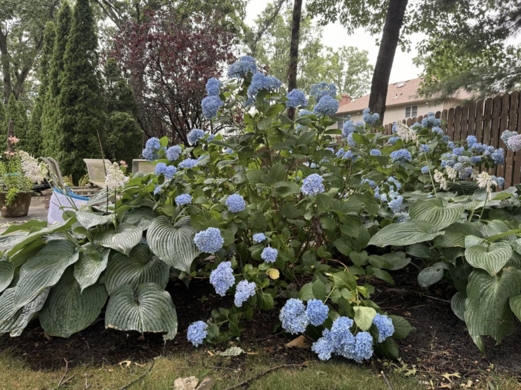 A lush garden with a large hydrangea bush in full bloom, featuring clusters of vibrant blue flowers. The hydrangea is surrounded by large green hosta plants, other foliage, a wooden fence, and some background trees. Nearby is patio furniture on a paved area.
