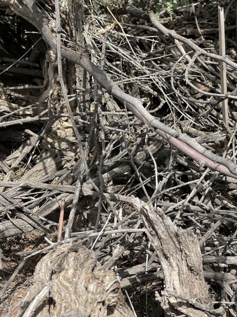 A dense collection of dry, intertwined branches and twigs forms a chaotic natural structure. Some branches are thick and rough, while others are thin and more fragile. The background is obscured by the tangled mass, suggesting a woodland or forest floor setting.
