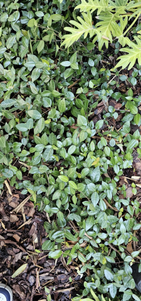 A dense ground cover of various green leaves, some larger with prominent veins, while others are smaller and more numerous. The earth beneath is scattered with wood chips and brown foliage. A fragment of a shoe is visible in the bottom left corner.