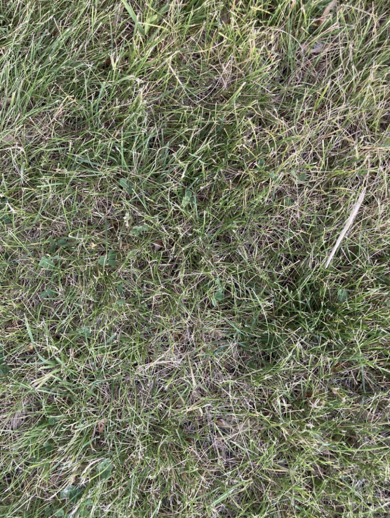 A close-up view of a patch of grass with a mix of green and dry blades, showing an irregular texture with some areas more densely covered than others. The grass appears to be part of a lawn or field.