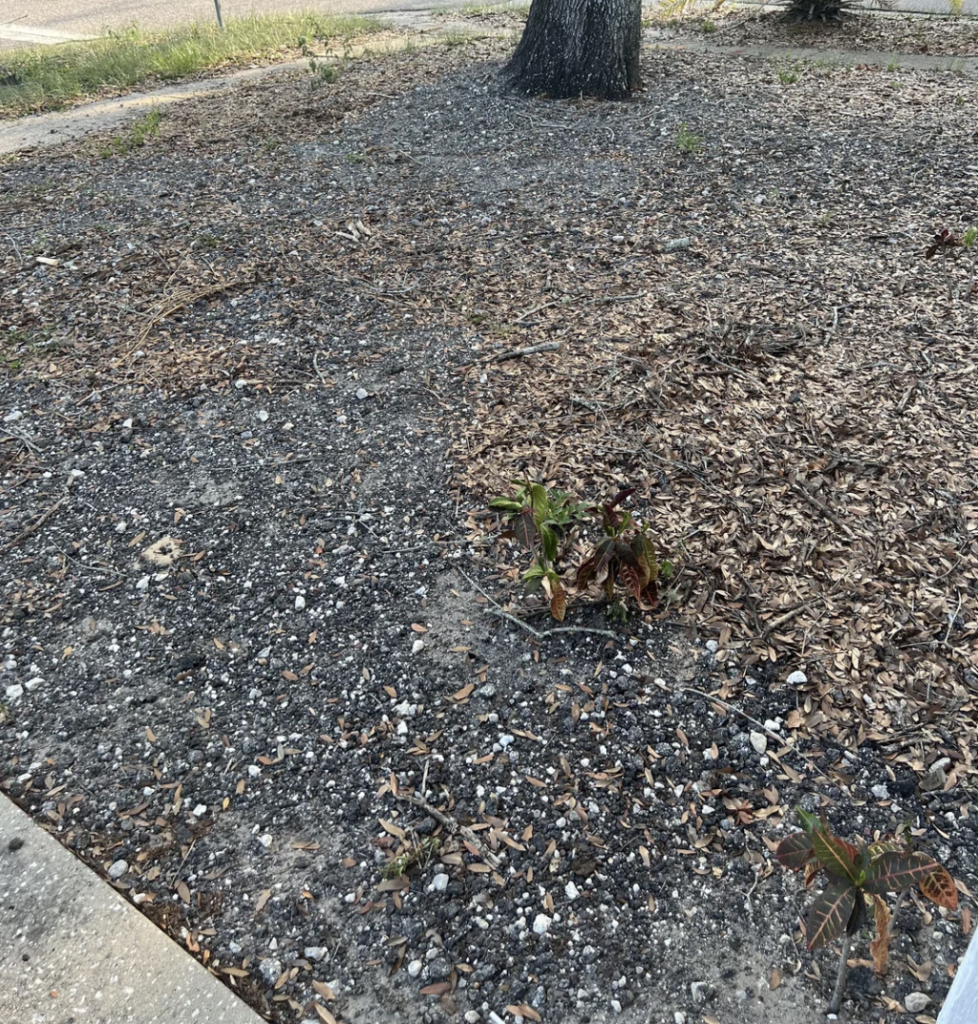 A patch of bare, dry soil and sparse plant growth next to a sidewalk. A small tree trunk is visible in the background. The ground is covered in scattered mulch and a few emerging, small green plants. The area appears to be in a state of neglect or early regrowth.