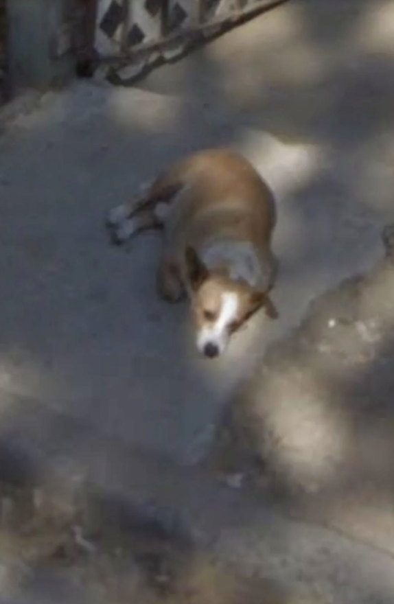 A brown and white dog lies on a concrete path in a shaded area. The dog appears to be relaxed and resting comfortably, with sunlight casting dappled shadows around it. Nearby, a fence with a geometric pattern is partially visible.