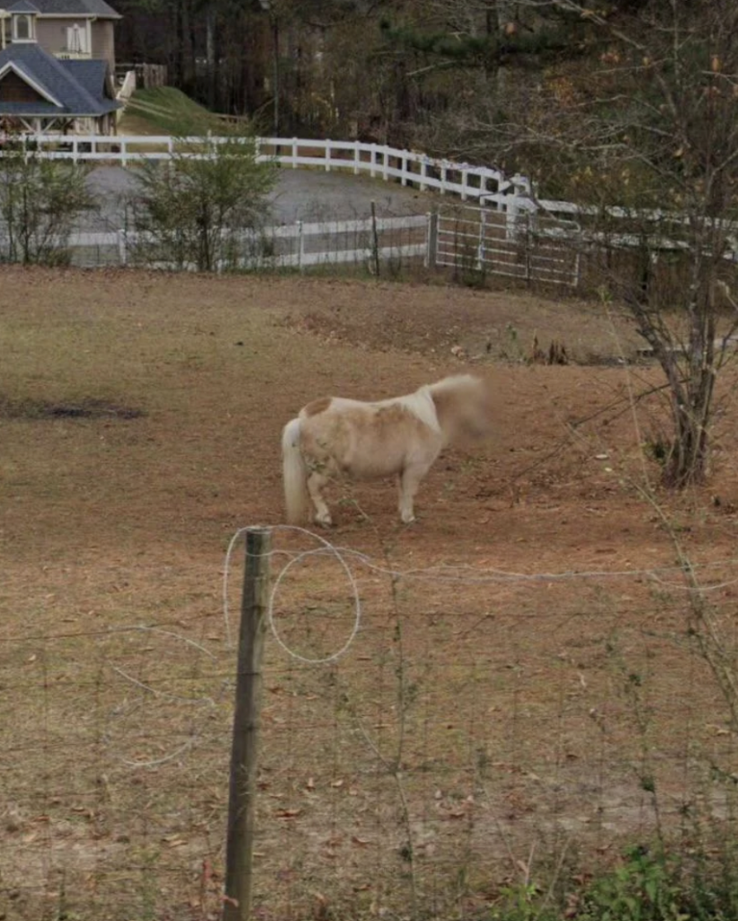 A small, light-colored horse stands in a fenced dirt and grass area near some trees. The background includes additional fencing, a house, and a paved surface. The foreground features a wire fence and some plants.