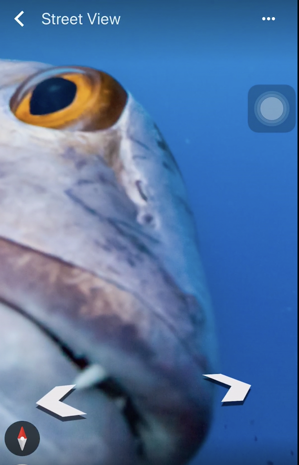 Close-up of a fish's face underwater, showing a detailed view of its eye and part of its mouth. The background is a deep blue. On the screen, navigation arrows and the Google Street View icon are visible.