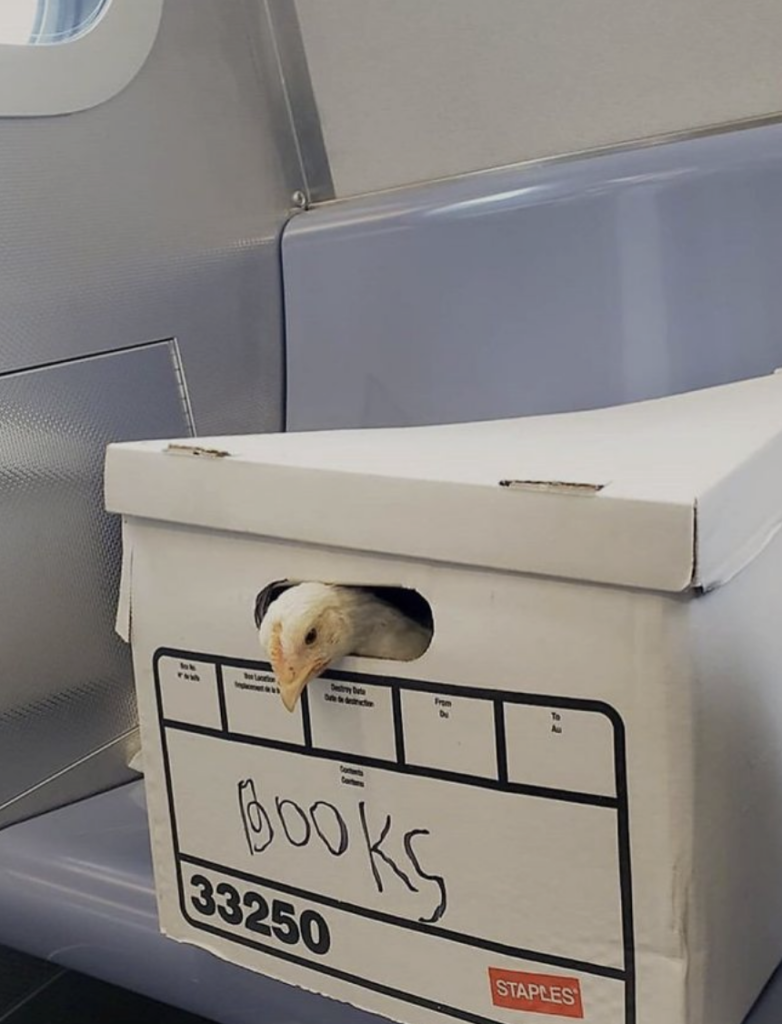 A small white bird peeks its head out of a hole in a white cardboard box labeled "BOOKS." The box is on a bus or train seat with a gray and metallic background. The box's label includes the number "33250" and the Staples logo.