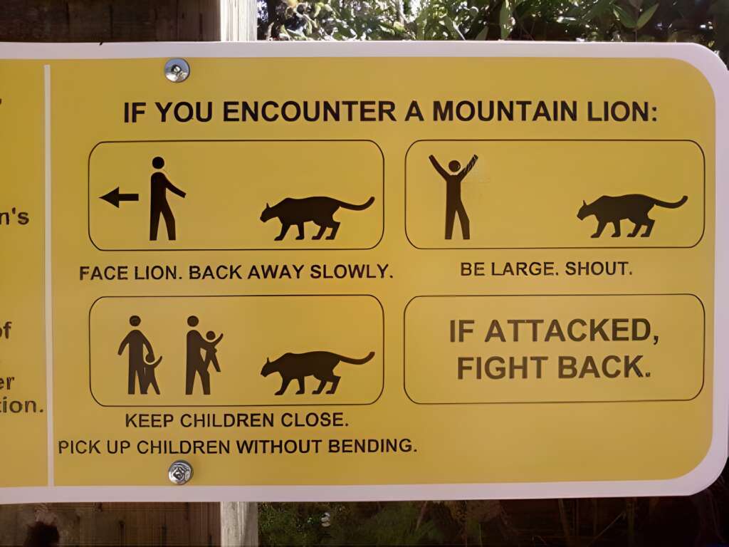 A yellow sign provides safety instructions for encountering a mountain lion. It advises to face the lion and back away slowly, be large and shout, keep children close and pick them up without bending, and to fight back if attacked.