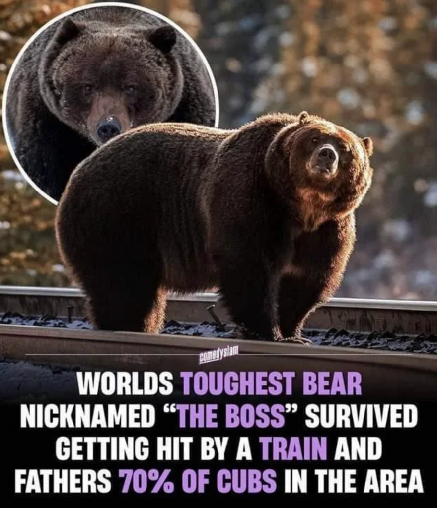 A large brown bear, nicknamed "The Boss," is depicted walking on railway tracks. An inset image shows a close-up of the bear’s face. Text below reads: "World’s toughest bear nicknamed 'The Boss' survived getting hit by a train and fathers 70% of cubs in the area.