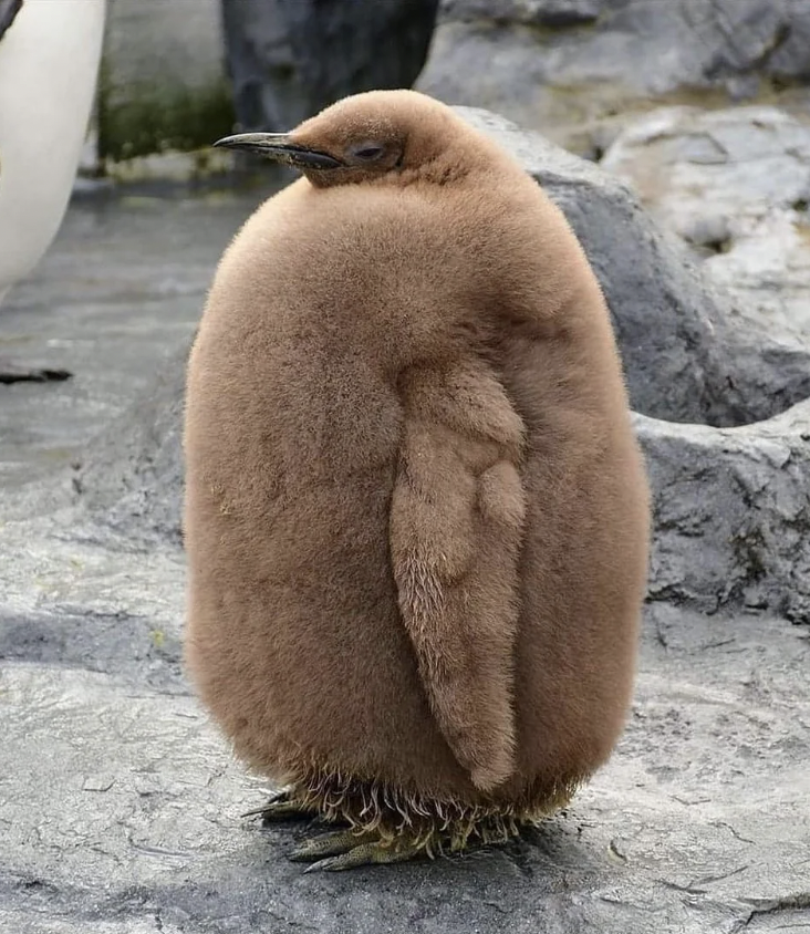 A fluffy brown penguin chick stands on rocky ground. It has a round, puffy appearance with its head slightly tucked in, large wings close to its body, and tiny feet visible at the bottom.