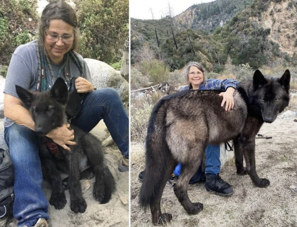 Two side-by-side images show the same woman and the same wolf-dog hybrid. In the left image, the woman sits outdoors holding the wolf-dog puppy. In the right image, much later, the woman crouches, hugging the now fully grown wolf-dog in a mountainous area.