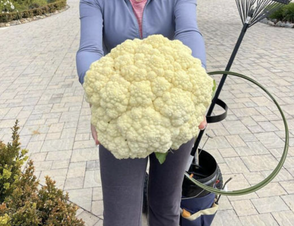 A person dressed in a light blue long-sleeve shirt and gray pants holds a large head of cauliflower. They are standing on a paved path, with some gardening tools and a rake visible in the background. Shrubs line the edge of the path.