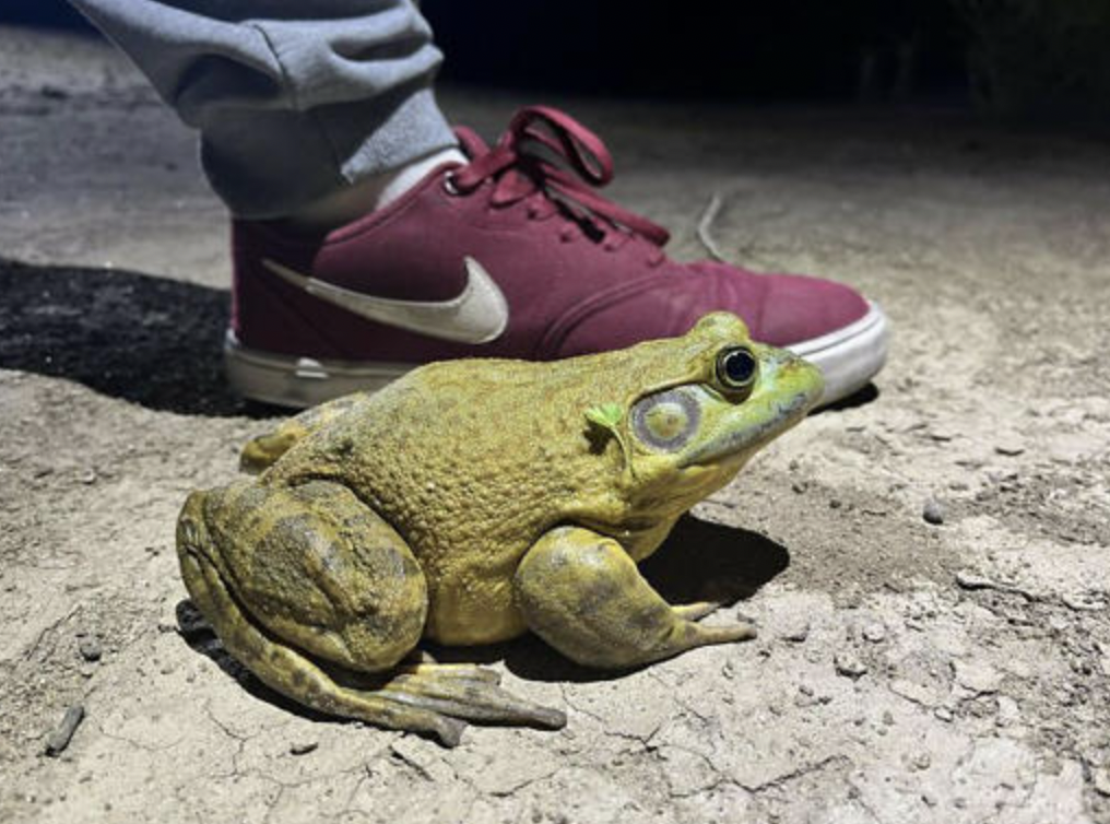 Close-up photo of a large, greenish-brown toad on a rough concrete surface at night. In the background, a person wearing maroon Nike shoes with gray socks stands, emphasizing the toad's size. The scene is illuminated by artificial light.