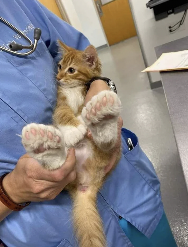 A person in blue scrubs holds a ginger kitten with white paws. The kitten is facing to the left with its back paws sticking out, showcasing pink paw pads. A stethoscope is visible around the person's neck, indicating a veterinary setting.