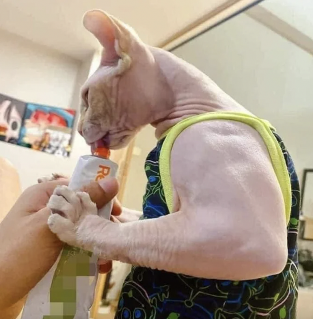 A hairless cat wearing a colorful shirt is licking a treat from a tube held by a person's hand. The cat's large ears and wrinkled skin are visible, and it seems to be enjoying the treat. A mirror and some artwork are visible in the background.