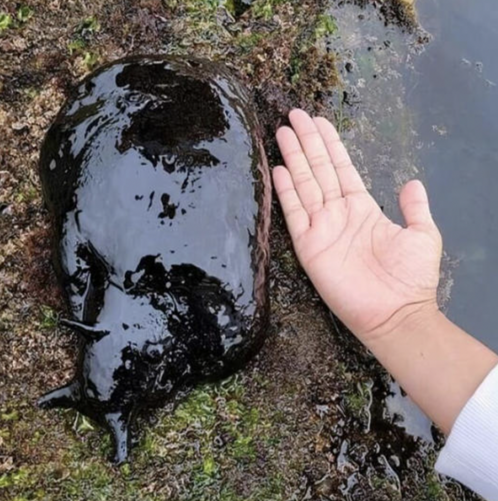 A close-up shot of a person's hand next to a smooth, shiny black sea creature on a rocky, moss-covered surface. The creature appears to be a sea slug or sea hare, with a glossy texture and a dark coloration.