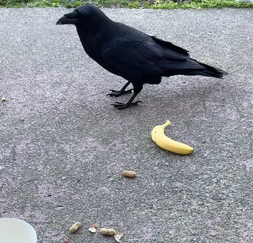 A black crow stands on a concrete surface beside a small, yellow banana and some scattered peanuts. In the bottom left corner, there is part of a white cup. The background shows a faint grass edge.