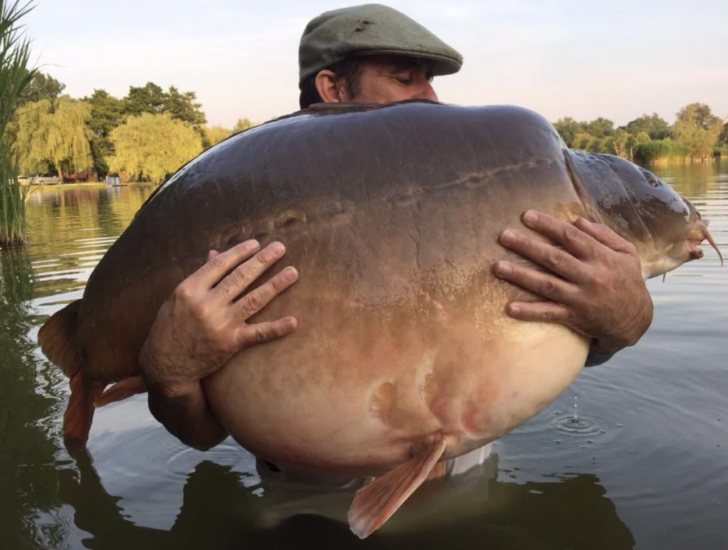 A person standing waist-deep in a lake, wearing a flat cap, holds an enormous fish close to their chest. Weeping willows and other trees are visible in the background under a clear sky. The fish is very large, dwarfing the person’s torso and arms.