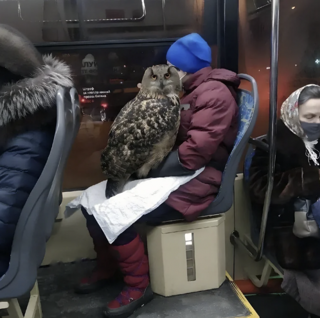 A person wearing a blue beanie and maroon coat is seated on public transportation with a large owl perched on their lap. Other passengers, one in a dark coat and another in a green coat with a face mask, are seated nearby. The bus interior is dimly lit.