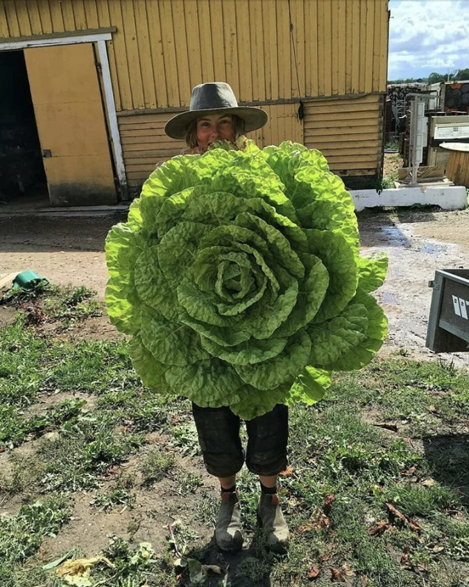 A person wearing a hat stands outdoors holding an enormous lettuce, almost the size of their upper body. The background includes a yellow wooden building and scattered items around the yard.