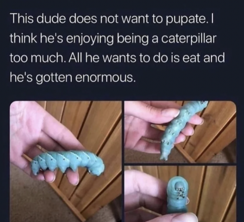 A meme shows a hand holding a large green caterpillar with the caption: "This dude does not want to pupate. I think he's enjoying being a caterpillar too much. All he wants to do is eat and he's gotten enormous." Three close-up images of the caterpillar are shown.